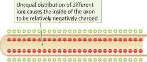 Ions Membrane The A Level Biologist Your Hub