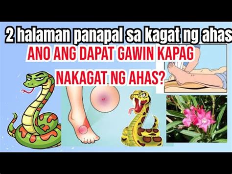 Halaman Para Sa Kagat Ng Ahas At Mga First Aids Para Sa Mga Nakagat