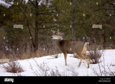 Mule Deer In Snow Stock Photo Alamy