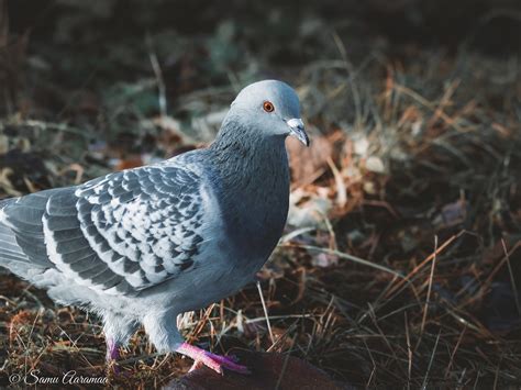 Domestic Pigeon Columba Livia Domestica Or Columba Livia Flickr