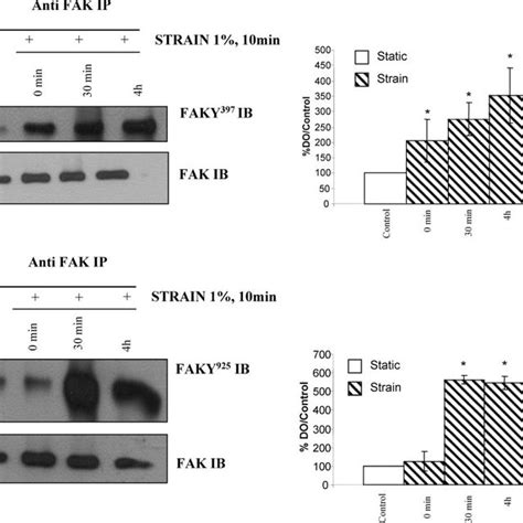 FAK Phosphorylation At Tyr 397 In Response To Cyclic Strain On