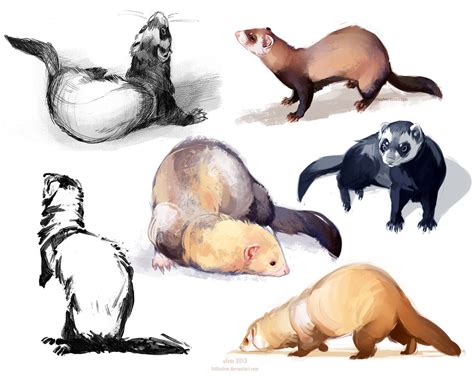 Ferretdump By Littleulvar On Deviantart
