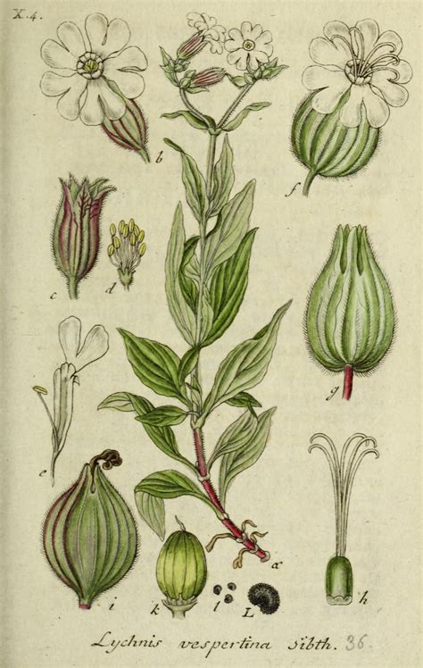 Oude Afbeeldingen Van Avondkoekoeksbloem Silene Latifolia Subsp Alba