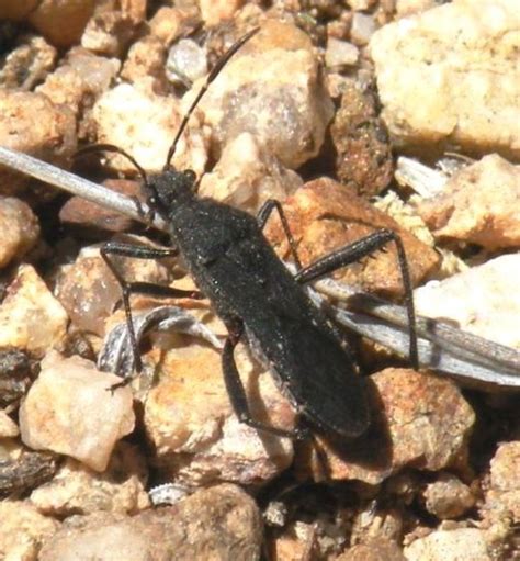 Broad Headed Bug Alydus BugGuide Net