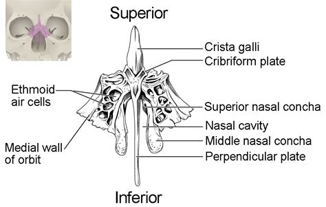 The Skull Anatomy And Physiology I