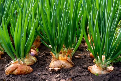 5 Tips To Grow Great Onions Jain By Rivulis