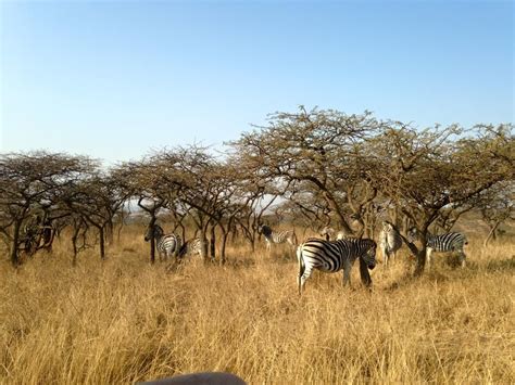 Wildlife at Tala Game Reserve Zebra, Wildlife, Animals, Animales, Animaux, Animal, Animais