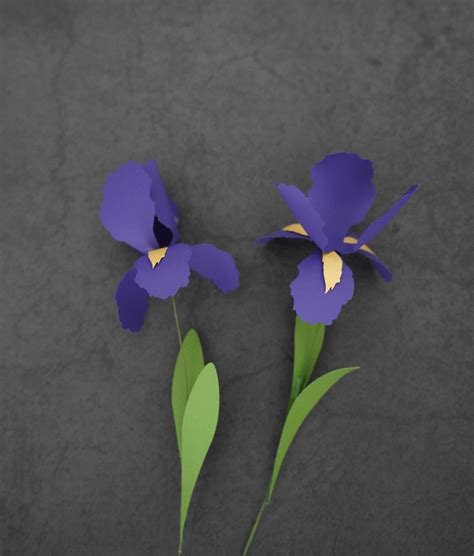 Paper Iris Flower Template Free