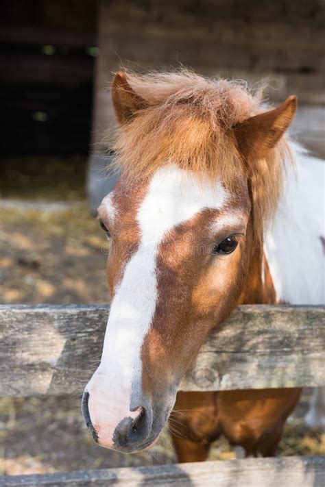 Brown White Horse On A Farm Stock Image Image Of Field Equine 172728009