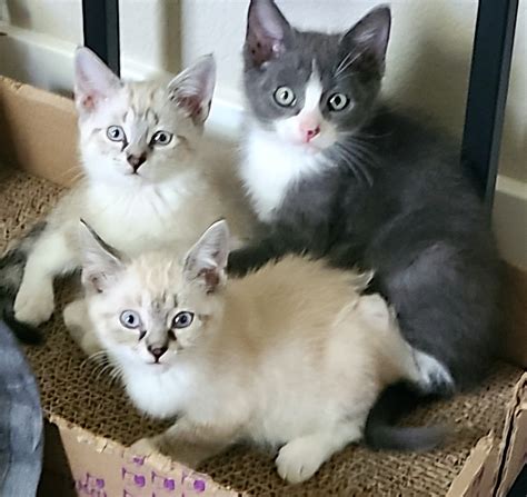 Sep 21 Kitten Adoption Livermore Ca Patch