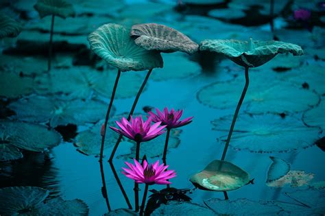 Más De 10 000 Imágenes Gratis De Meditacion Y Meditación Pixabay