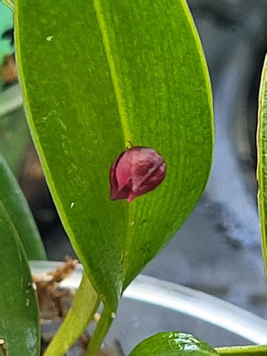 Pleurothallis Ruscaria Spicesotic Plants
