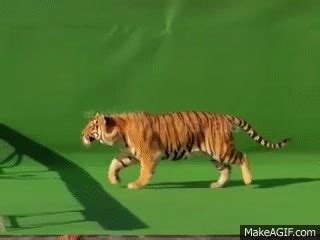 Smart Bengal Tiger Jumping Over Obstacles on Make a GIF