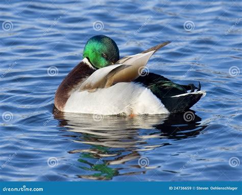 Preening Mallard Stock Image Image Of Decoy Ducks Mallard 24736659