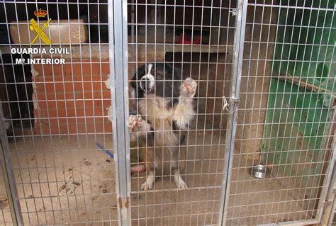 Tenía 8 perros a los que cortó cuerdas vocales para no ladrar ENCLM