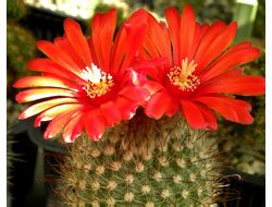 cactus-lithops - интернет-магазин кактусов и литопсов