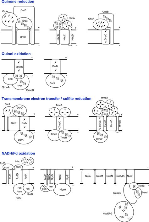 Schematic Representation Of The Sro Membrane Bound Electron Transfer Download Scientific