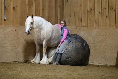 Yellowstone The Most Beautiful And Safest Horse