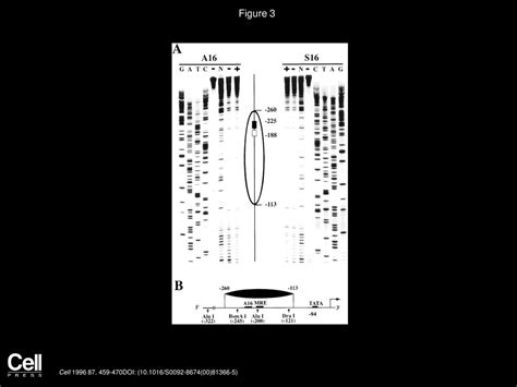 A Specialized Nucleosome Modulates Transcription Factor Access To A C