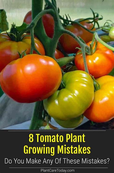 Problem Causing Mistakes Tomato Plant Growers Make Tomato