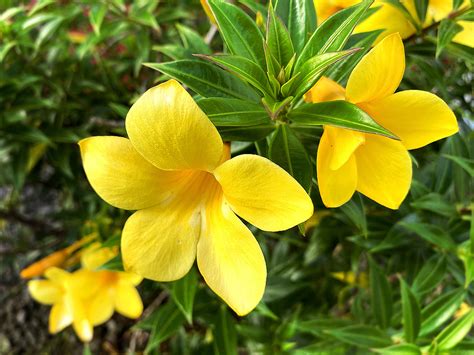Spectacular Yellow Tropical Flowers for Your Garden - Dengarden
