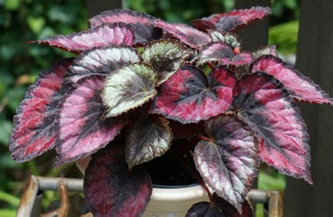 Growing Begonias - The Showy Houseplant with Amazing Flowers and Leaves