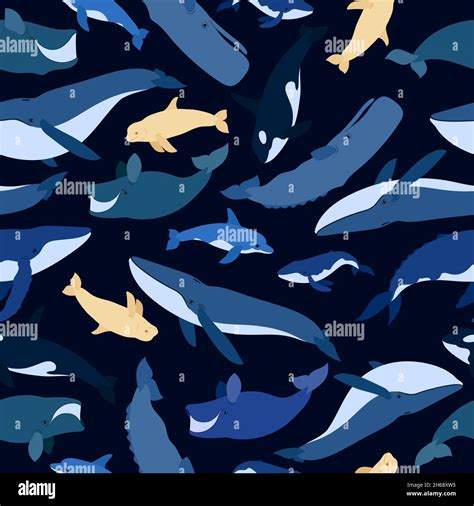 Seamless Pattern Of Whales Beluga Killer Whale Humpback Whale Cachalot Blue Whale Dolphin