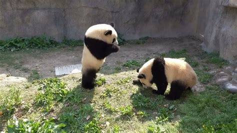 My Panda Tours On Twitter Were Going To Visit Xue Bao The Internet