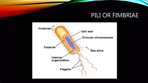 chapter  bacterial morphology pptx