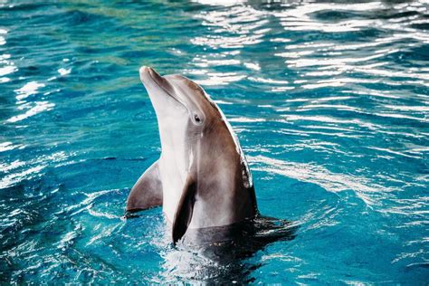 World Ocean Day at Clearwater Marine Aquarium - Clearwater Marine Aquarium