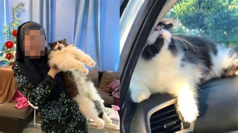 Tragis Hari Hilang Kucing Ditemukan Mati Dalam Mobil Pemilik Curiga