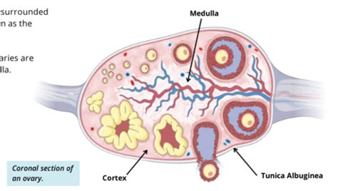 Bio 232 Lab Reproductive System Flashcards Quizlet