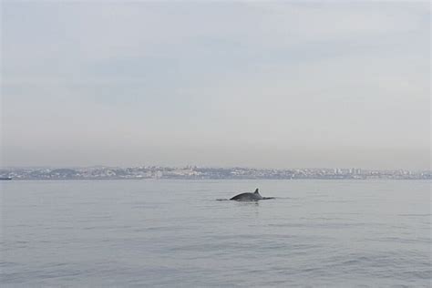 Lisbon Dolphin Watching Tour Hellotickets