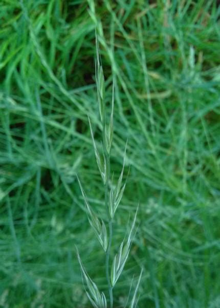 Italian Rye Grass Plant Information And Benefits Wildflowerweb