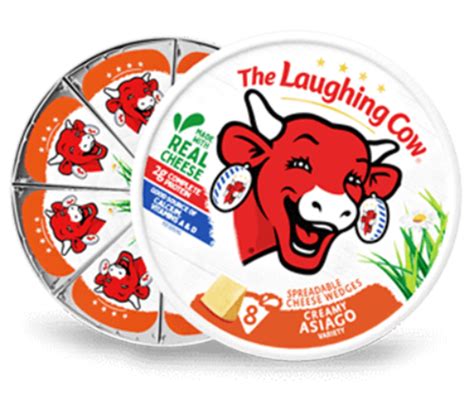 Cow Laughing