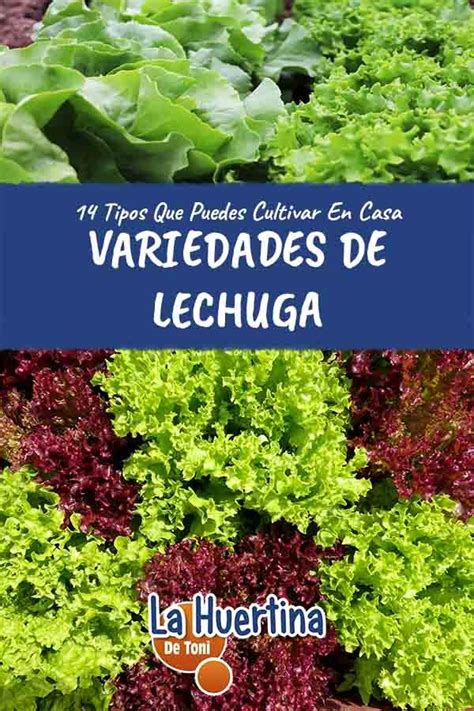 Variedades De Lechuga Para Cultivar Tipos De Lechuga Cultivar