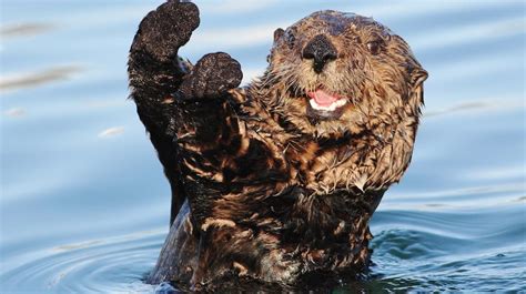 Surfboard Stealing California Sea Otter Evades Capture Once Again