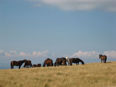 Horses Herd – FREEBigPictures.com