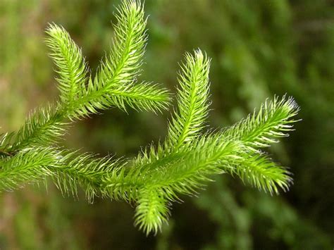 Lycopodium Homeopathic Remedy