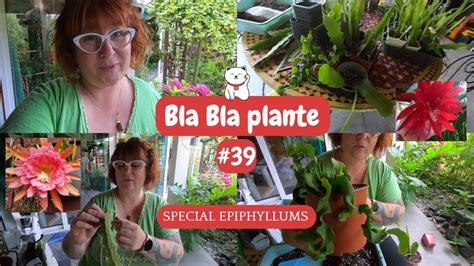 BLA BLA PLANTE 39 Spécial EPIPHYLLUM Rempotage et bouturage