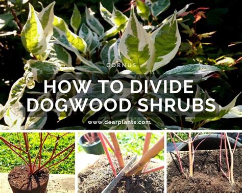 How To Divide Dogwood Shrubs Cornus Dear Plants