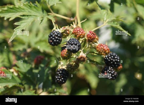 Blackberry Stock Photo Alamy
