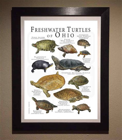 Freshwater Turtles Of Ohio Poster Print Field Guide Etsy