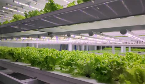 A Complete Guide To Your Hydroponic Ebb And Flow System