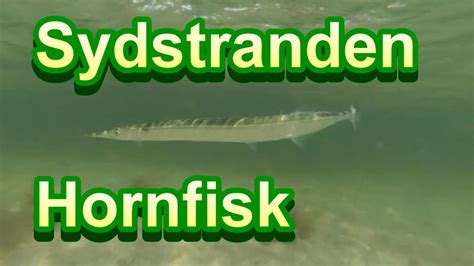 Sydstranden Hornfisk Med Undervands Optagelser Maj 2021 YouTube