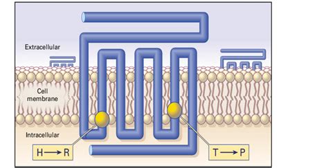 Diagram Of The Human PTH PTHrP Receptor The Gold Circles Show The