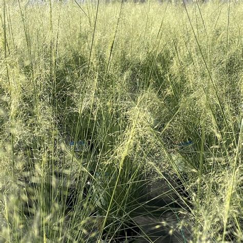 Muhly Grass Muhlenbergia Capillaris White Cloud From Saunders Brothers Inc