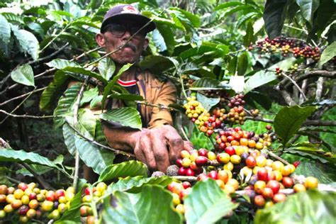 Petani Kopi Wajib Tahu Ini Syarat Tumbuh Kopi Robusta Dan Arabika