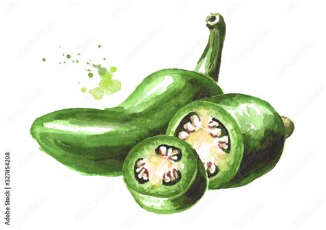 Jalapeno Green Hot Chili Pepper Whole And Sliced Pods Hand Drawn Watercolor Illustration