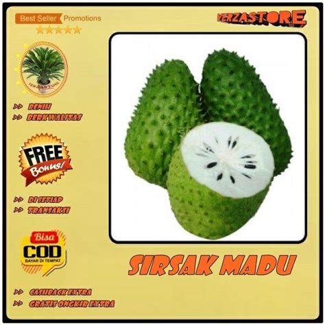 Biji Benih Bibit Buah Sirsak Madu Biji Lazada Indonesia